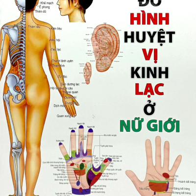 Đồ Hình Huyệt Vị Kinh Lạc Ở Nữ Giới