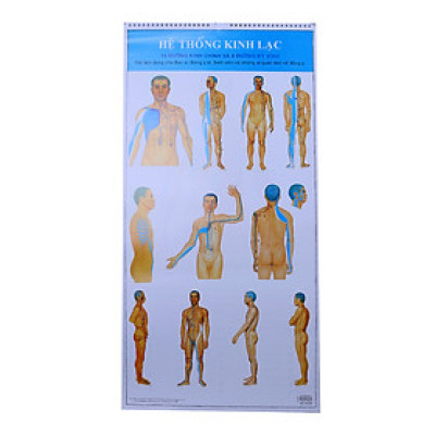 Tranh Hệ Thống Kinh Lạc - 12 Đường Kinh Chính Và 8 Đường Kỳ Kinh 