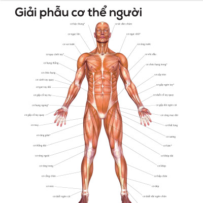 Giãn Cơ Bắp Thư Giãn Giảm Đau Nhức