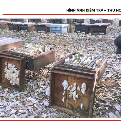 Mật ong thiên nhiên Honeyboy 500ML 