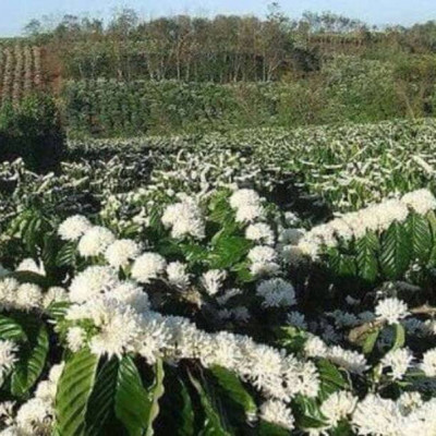 Mật ong thiên nhiên nguyên chất Hoa Cà Phê ( MS) - ( 700G)