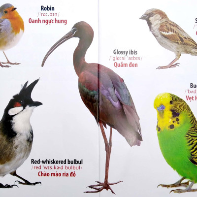 Thư Viện Hình Ảnh Song Ngữ Đầu Tiên Của Bé - Loài Chim