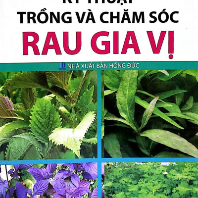 Kỹ Thuật Trồng Và Chăm Sóc Rau Gia Vị