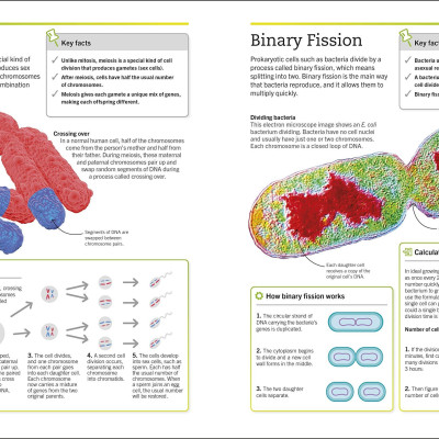 Biology: The Ultimate Bitesize Study Guide (Supersimple)
