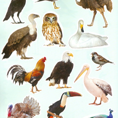 Play With Sticker - Birds (Chơi Cùng Hình Dán - Các Loài Chim)