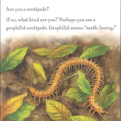 Are You A Centipede? (Backyard Books)