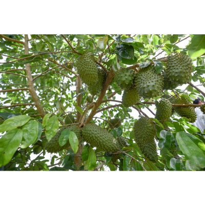 1kg lá Mãng cầu Xiêm Thái Lan [ Lá tươi mãng cầu gai ].