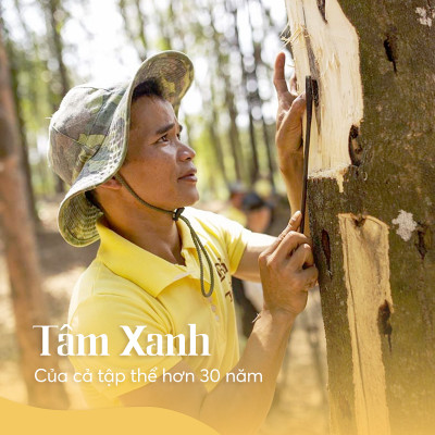 Trầm Thanh Cao Cấp 20cm – Hộp Vàng 20g – Bảo Trầm | Hương Trầm Tự Nhiên – Sạch – Thư Giãn