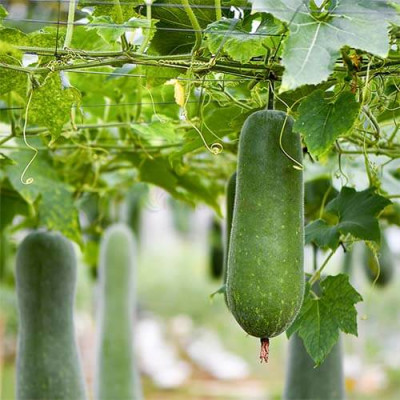 Gel rửa mặt bí đao Cocoon giảm dầu và mụn (50ml/140ml/310ml) - Hàng chính hãng