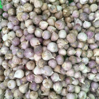 TỎI CÔ ĐƠN CỦ TO - SIZE TRUNG