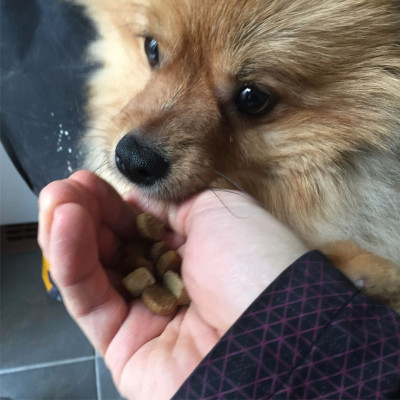 Thức Ăn Hạt Cho Chó - Nutrience Subzero Bao 2,27kg (Da Lông Bóng Mượt) - Thịt Bò, Cá Hồi, Rau Củ Quả, Trái Cây