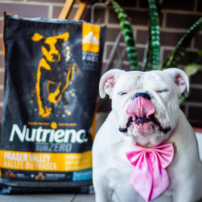 Thức Ăn Hạt Cho Chó - Nutrience Subzero Bao 2,27kg (Da Lông Bóng Mượt) - Thịt Bò, Cá Hồi, Rau Củ Quả, Trái Cây