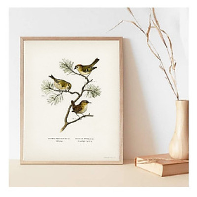 Tranh canvas treo tường Chim phong cách vintage cổ điển -Eurasian wren (Nannus troglodytes),Tranh Canvas PVP-DC160, Có khung kèm theo.