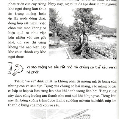 Hỏi Đáp Về Mọi Chuyện - Khoa Học Tự Nhiên, Khoa Học Xã Hội, Sức Khỏe - Đời Sống - HNB