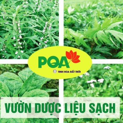 Lợi Tiểu PQA Giúp Thanh Nhiệt Lợi Tiểu, Hỗ Trợ Giảm Sỏi Thận Dùng Cho Người Bí Tiểu, Tiểu Khó Hộp 12 Gói