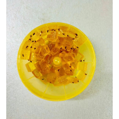 Combo 2 Hộp Bẫy diệt ruồi giấm ARS Fly Catcher 35g 