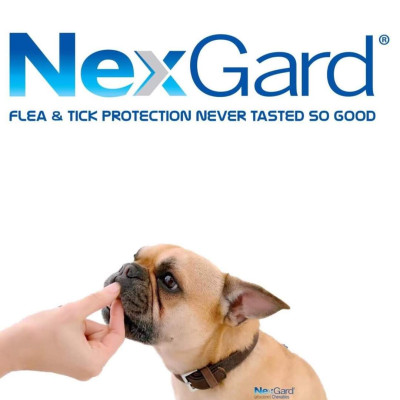 1 viên NexGard trị ghẻ, viêm da, ve rận (chó từ 2 - 4kg)