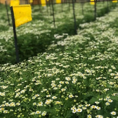 Set 30 mét Bẫy côn trùng ISRAEL (Sticky Yellow Roll) sử dụng hoa Cúc với diện tích 1.000m2 để bẫy ruồi đục lá, rệp, bọ trĩ, bọ phấn, sâu tơ, bọ nhảy, sâu xanh, rầy xanh, bướm trắng và cả ốc sên 