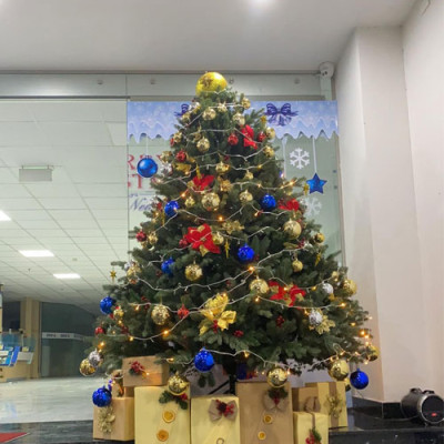 Cây thông Pe cao cấp 1m5 - Cây thông noel PE -  Cây tự động bung cành