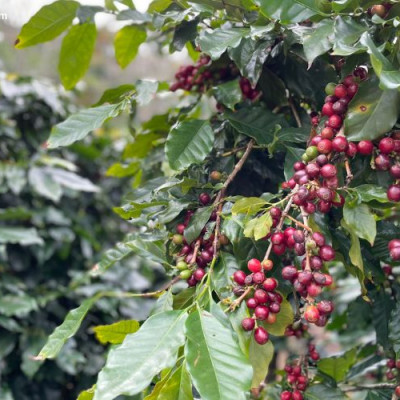 Cà phê nhân Arabica Cầu Đất O