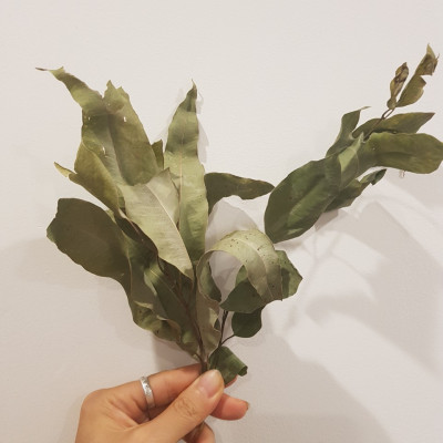 Lá khuynh diệp khô dùng xông thơm nhà cửa và diệt khuẩn