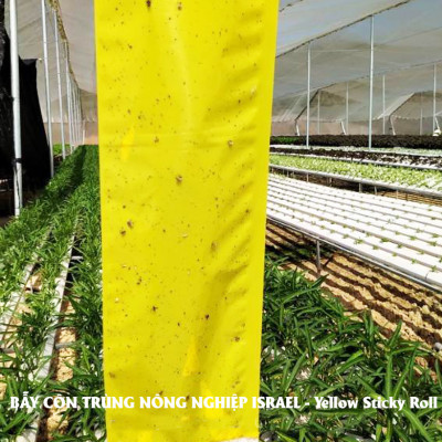 Set 30 mét Bẫy côn trùng ISRAEL (Sticky Yellow Roll) sử dụng hoa Cúc với diện tích 1.000m2 để bẫy ruồi đục lá, rệp, bọ trĩ, bọ phấn, sâu tơ, bọ nhảy, sâu xanh, rầy xanh, bướm trắng và cả ốc sên 