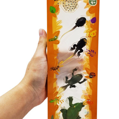 Đồ Chơi Mô Hình Vòng Đời Tự Nhiên - Ếch Lớn Lên Như Thế Nào? - Firstar DK81256