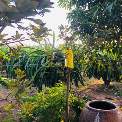 25 Miếng Bẫy Ruồi Vàng, Bẫy Côn Trùng gây hại rau sạch và cây ăn trái tại nhà nhập khẩu Israel Sticky Yellow Roll 