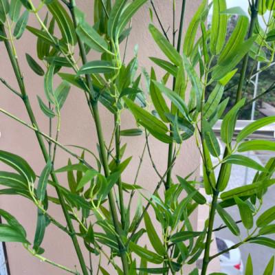 Chậu cây trúc quân tử giả - Size từ 120cm đến 200cm - Cây giả, hoa lụa Decor trang trí nhà cửa