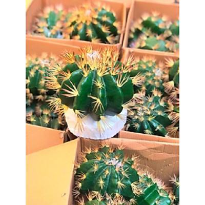 Xương rồng giả trang trí, decor nhà hàng văn phòng, làm tiểu cảnh