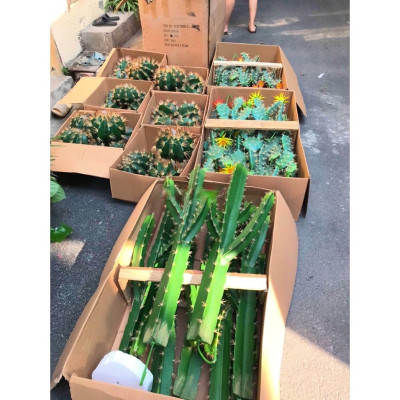 Xương rồng giả trang trí, decor nhà hàng văn phòng, làm tiểu cảnh