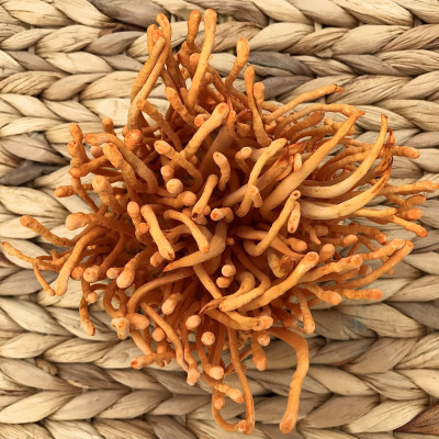 Nấm Đông Trùng Hạ Thảo Tươi MTCO