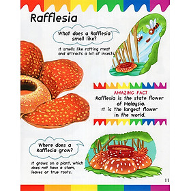 My First Questions & Answers - Rainforest
