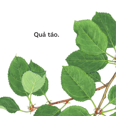 Sách - Sách Ehon - Ú Òa! - Quả Gì Đây? - Bìa Cứng
