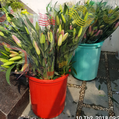 DUNG DỊCH BẢO QUẢN HOA LILY LÂU TÀN, KIỀM HOA KHÔNG NỞ VÀ “NGỦ ĐÔNG” TRÊN 15 NGÀY TẠI NHÀ VƯỜN TRỒNG HOA (GROWERS) THEO CÔNG NGHỆ ISRAEL