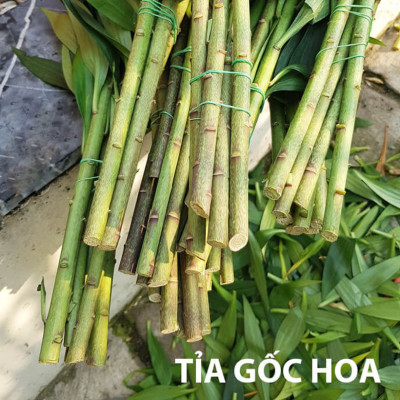 DUNG DỊCH BẢO QUẢN HOA LILY LÂU TÀN, KIỀM HOA KHÔNG NỞ VÀ “NGỦ ĐÔNG” TRÊN 15 NGÀY TẠI NHÀ VƯỜN TRỒNG HOA (GROWERS) THEO CÔNG NGHỆ ISRAEL