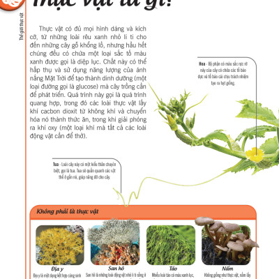 Bách Khoa Thư Về Thế Giới Thực Vật - Cây, Lá, Hoa Và Hạt_DTI