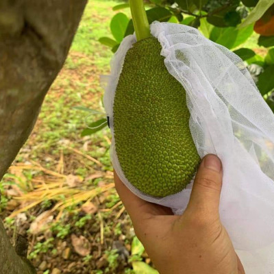50 TÚI BỌC MÍT