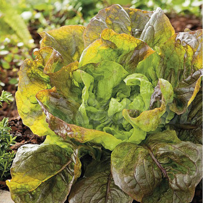 Set 6 Hạt Giống Hữu Cơ Xà Lách Nhập Khẩu Bồ Đào Nha 100% Ogranic, hiệu Minigarden Lettuce - Maravilla De Verano (Túi từ 1.500 - 2.100 hạt) Tỷ lệ nảy mầm cao