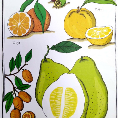 Vườn Bách Thảo Bằng Tranh
