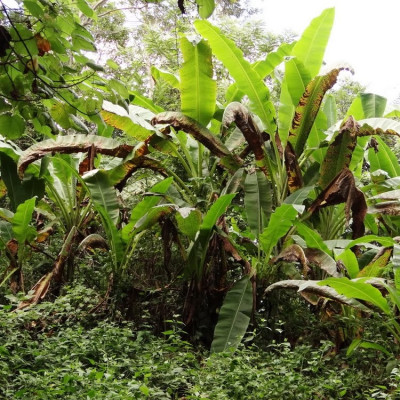 Combo 5kg Chuối Hột Rừng Chín Bóc Vỏ Sấy Khô ( mỗi túi 1kg ) - Nông Sản Vàng