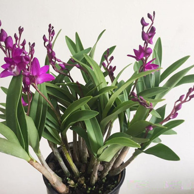 Phân Bón Thông Minh Rynan Flowermate 220 hộp lớn - Giúp Phong Lan Ra Hoa, Trổ Đồng Loạt, Lâu Tàn