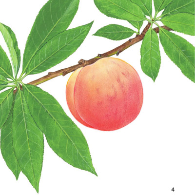 Sách - Sách Ehon - Ú Òa! - Quả Gì Đây? - Bìa Cứng