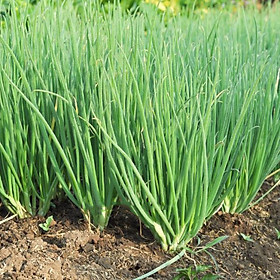 Hạt giống hành lá - hành hương cao sản VTP31