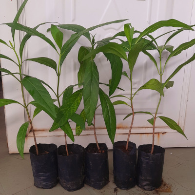 Combo 5 cây nhàu, chiều cao khoảng 25cm