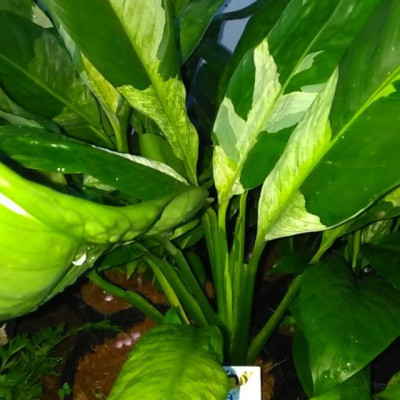 Cây Lan Ý Cẩm Thạch - cây cảnh để bàn + tặng phân bón cho cây