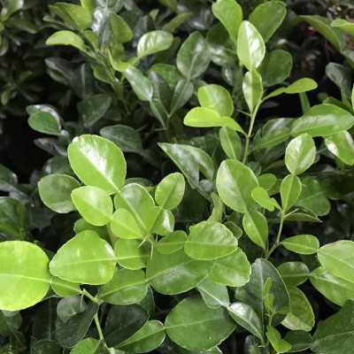 Cây chúc giống (cây chanh thái) cao khoảng 40cm