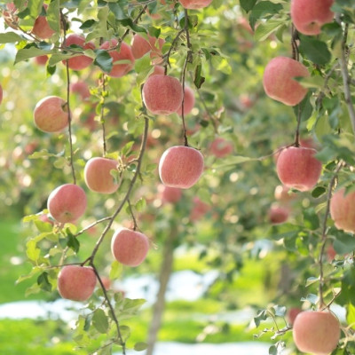 Tinh dầu Táo 50ml Mộc Mây - tinh dầu thiên nhiên nguyên chất 100% - chất lượng và mùi hương vượt trội - Có kiểm định