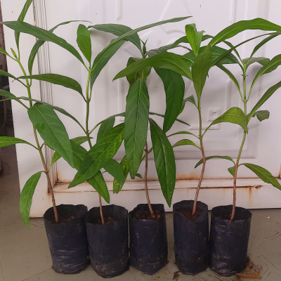 Combo 5 cây nhàu, chiều cao khoảng 25cm