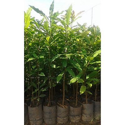 Cây lộc vừng hoa đỏ, cây cao 40-50cm